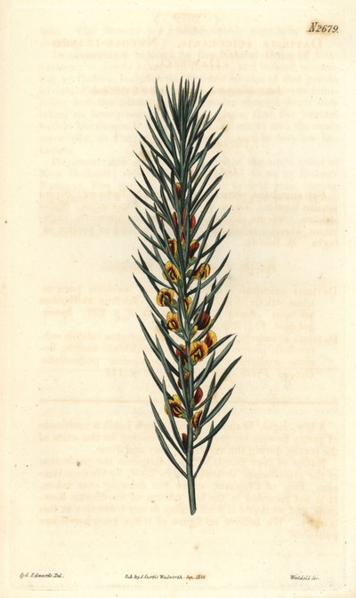Ausztráliában őshonos Daviesia Aicularis cserje tűlevelű ága. Illusztráció: Sydenham Edwards, metszet Weddell. Eau forte a The Curtis Botanical Magazine-ban, Samuel Curtistől alkotó: Sydenham Teast Edwards