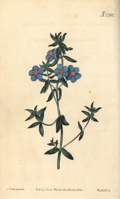 Széleslevelű pimpernel, Anagallis latifolia. Weddell kézi színű rézmetszet Sydenham Edwards botanikai illusztrációja után a William Curtis Botanical Magazine-ból, Samuel Curtis, London alkotó: Sydenham Teast Edwards