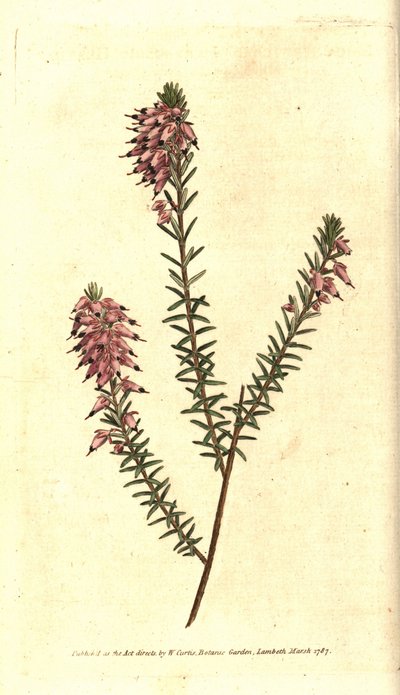 Bruyere carnee, Bruyere hússzínű, Bruyere a hó vagy Bruyere az Alpok - Lágyszárú, Erica herbacea. Kézzel színezett rézmetszet Sydenham Edwards botanikai illusztrációja nyomán William Curtis The Botanical Magazine-jából, Lambet alkotó: Sydenham Teast Edwards