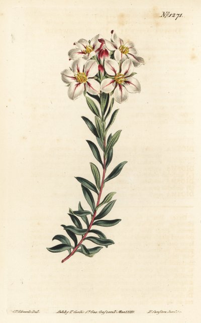 Buchu, Adenandra villosa (ernyős virágú dioszma, Diosma speciosa) – F. Sansom Jr. kézi színű rézmetszete Sydenham Edwards illusztrációja után, William Curtis Botanical Magazine, T. Curtis, London alkotó: Sydenham Teast Edwards