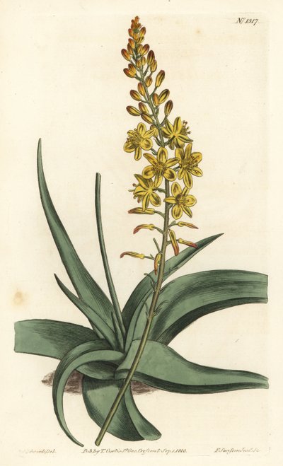 Bulbine variete - Bulbine alooides (Aloe-leaved anthericum, Anthericum alooides). F. Sansom Jr. kézi színű rézmetszete Sydenham Edwards illusztrációja után a William Curtis Botanical Magazine-ból, T. Curtis, London alkotó: Sydenham Teast Edwards