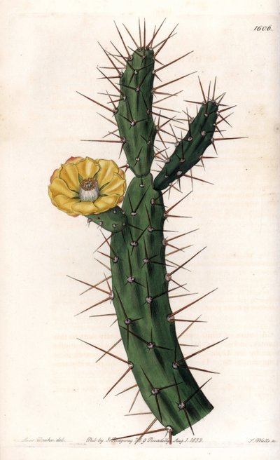 Kaktuszcikk, szúrós fügefa változata – S.Watts által gravírozott tábla Sarah Anne Drake (1803-1857) illusztrációjáról, a Sydenham Edwards (1768-1819) botanikai nyilvántartásából, Angliából alkotó: Sydenham Teast Edwards