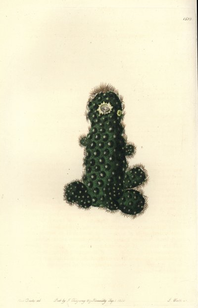 Cactus tenuis (Taper mammillaria, Mammillaria tenuis). S. Watts kézi színű rézmetszet Miss Sarah Drake illusztrációja nyomán a Sydenham Edwards Botanical Register-ből, Ridgeway, London alkotó: Sydenham Teast Edwards