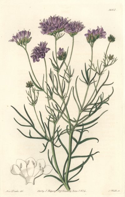 California Gilia - S. Watts Strong Water Sarah Anne Drake (1803-1857) illusztrációjáról, a Botanical Registerből. alkotó: Sydenham Teast Edwards