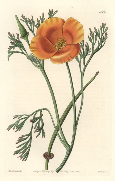 Kaliforniai mák vagy amerikai mák – S. Watts erős víz Sarah Anne Drake (1803-1857) illusztrációjából, a Botanical Registerből alkotó: Sydenham Teast Edwards