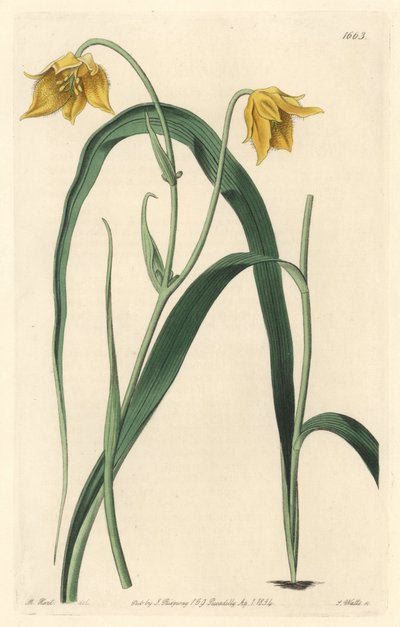 Calochortus (mariposa) vagy cyclobothre halványsárga virágokkal, Mexikóban őshonos – Erős víz S. Wattstól Sarah Anne Drake (1803-1857) illusztrációjából, a Botanical Registerből alkotó: Sydenham Teast Edwards