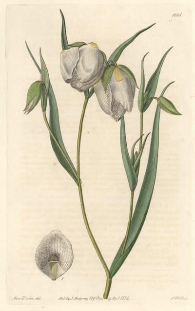 Calohorte (mariposa) vagy fehér virágú cyclobothre, Kaliforniában őshonos – S. Watts erős víz Sarah Anne Drake (1803-1857) illusztrációja alapján, a Botanical Registerből alkotó: Sydenham Teast Edwards