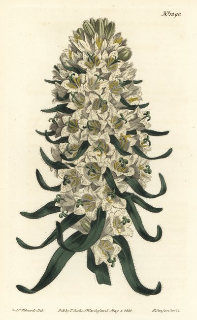 A Campanula gyönyörű virágokkal rendelkezik - pireneusi harangvirág, Campanula speciosa (hosszú tüskés harangvirág, Campanula thyrsoidea). F. Sansom Jr. kézi színű rézmetszete Sydenham Edwards illusztrációja után a William Curtis Botanical Magazine-ból, alkotó: Sydenham Teast Edwards