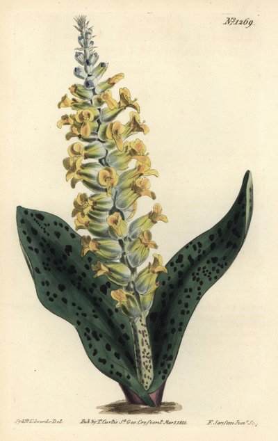 Cape Hyacinth (álorchidea) - Foltos levelű orchisszerű lachenalia, Lachenalia orchioides. F. Sansom Jr. kézi színű rézmetszete Sydenham Edwards illusztrációja után a William Curtis Botanical Magazine-ból, T. Curtis, London alkotó: Sydenham Teast Edwards