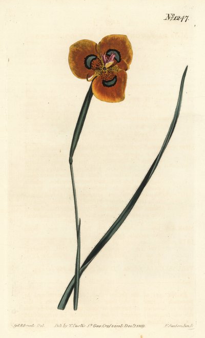 Cape Tulip - Narancssárga színű moraea, Moraea tulbaghensis (Moraea pavonia). F. Sansom Jr. kézi színű rézmetszete Sydenham Edwards illusztrációja után a William Curtis Botanical Magazine-ból, T. Curtis, London alkotó: Sydenham Teast Edwards