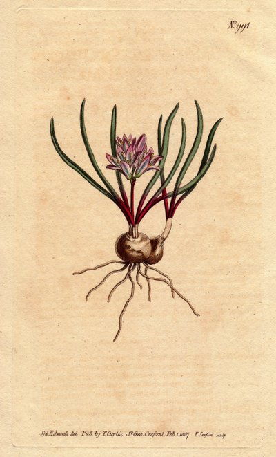Cape jácint, hagymával, ecarlate levelekkel és halvány rózsaszín virággal. Cape Hyacinth, hagymával, skarlát levelekkel és halvány rózsaszín virágokkal. Polyzena corymbosa (Massonia corymbosa). Kézi színű rézmetszet Sydenham Edwards botanikai illusztrációj alkotó: Sydenham Teast Edwards