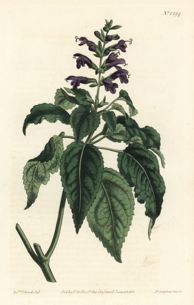 Karib-tengeri zsálya - Salvia lamiifolia (lila virágú zsálya, Salvia amoena). F. Sansom Jr. kézi színű rézmetszete Sydenham Edwards illusztrációja után a William Curtis Botanical Magazine-ból, T. Curtis, London alkotó: Sydenham Teast Edwards