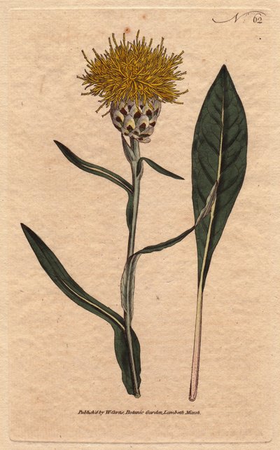 A Centauree pasztell levelű, sárga bolyhos virággal. Keleti. Falevelű kentaurea sárga bolyhos virágokkal. Kelet szülötte. Centaurea glastifolia. Kézi színű rézmetszet Sydenham Edwards botanikai illusztrációjából Williamtől alkotó: Sydenham Teast Edwards