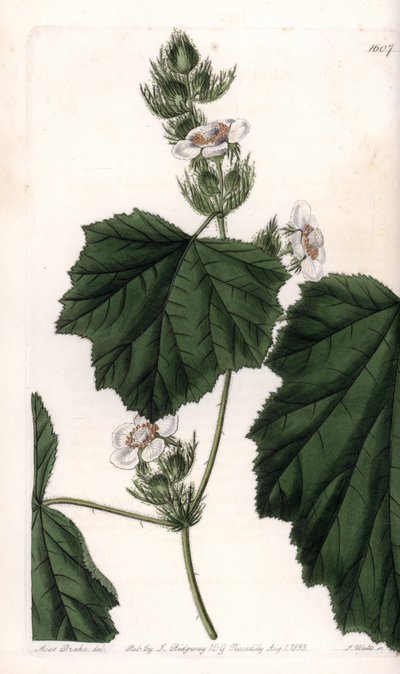 Gesztenye szőlő - S. Watts által gravírozott tábla Sarah Anne Drake (1803-1857) illusztrációjáról, a Sydenham Edwards (1768-1819) botanikai nyilvántartásából, Anglia alkotó: Sydenham Teast Edwards