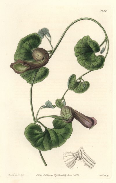 Chilei Aristoloche vagy Fox Ears – S. Watts erős víz Sarah Anne Drake (1803-1857) illusztrációjából, a botanikai nyilvántartásból alkotó: Sydenham Teast Edwards