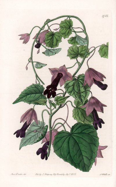 Kínai kalap – S. Watts által gravírozott tábla Sarah Anne Drake (1803-1857) illusztrációjáról, a Sydenham Edwards (1768-1819) botanikai nyilvántartásából, Anglia alkotó: Sydenham Teast Edwards