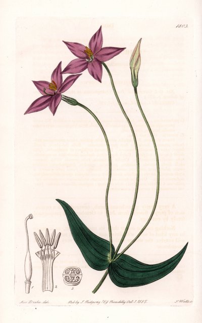 Chironia Variete – S.Watts által gravírozott tábla Sarah Anne Drake (1803-1857) illusztrációjáról, a Sydenham Edwards (1768-1819) botanikai nyilvántartásából, Anglia alkotó: Sydenham Teast Edwards