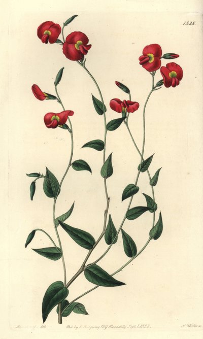 Chorizema ovatum (Ovate chorozema, Chorozema ovatum). S. Watts kézi színű rézmetszet Miss Sarah Drake illusztrációja után a Sydenham Edwards Botanical Register-ből, Ridgeway, London alkotó: Sydenham Teast Edwards