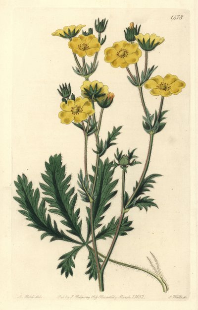 Cinquefoil dressee - Szaggatott levelű cinquefoil, Potentilla laciniosa. S. Watts kézi színű rézmetszet M. Hart illusztrációja után a Sydenham Edwards Botanical Register-ből, Ridgeway, London alkotó: Sydenham Teast Edwards
