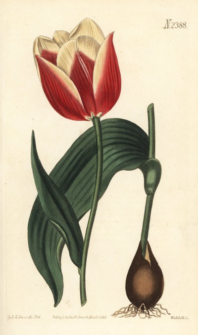 Claramond tulipán, Tulipa suaveolens var. latifolia. Weddell kézi színű rézmetszet Sydenham Edwards botanikai illusztrációja után a William Curtis Botanical Magazine-ból, Samuel Curtis, London alkotó: Sydenham Teast Edwards