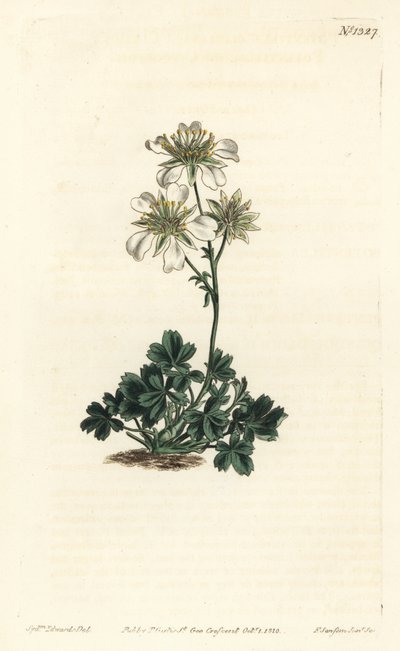 Clusius cinquefoil - Clusius cinquefoil, Potentilla clusiana. F. Sansom Jr. kézi színű rézmetszete Sydenham Edwards illusztrációja után a William Curtis Botanical Magazine-ból, T. Curtis, London alkotó: Sydenham Teast Edwards