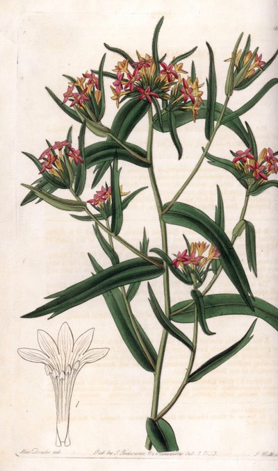 Collomia neon – S. Watts által gravírozott tábla Sarah Anne Drake (1803-1857) illusztrációjáról, a Sydenham Edwards (1768-1819) botanikai nyilvántartásából, Anglia alkotó: Sydenham Teast Edwards