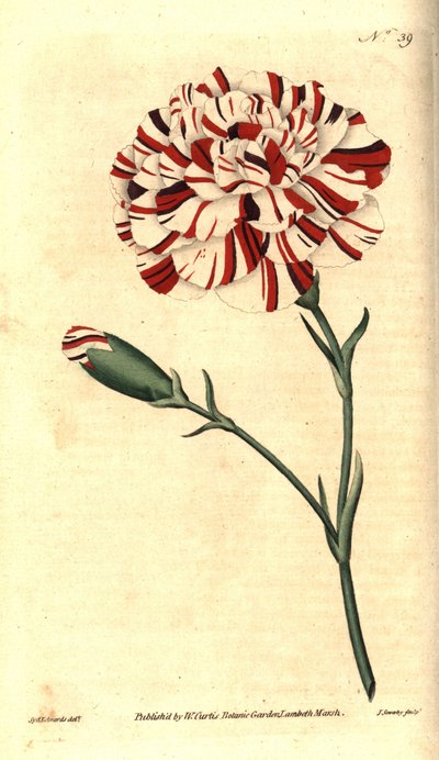 Közönséges szegfű, virágszegfű vagy szegfűszeg - Franklin-féle tatár, skarlát bizarr szegfű, Dianthus caryophyllus. James Sowerby kézzel színezett rézmetszet Sydenham Edwards botanikai illusztrációja után William Curtis A bota című művéből alkotó: Sydenham Teast Edwards
