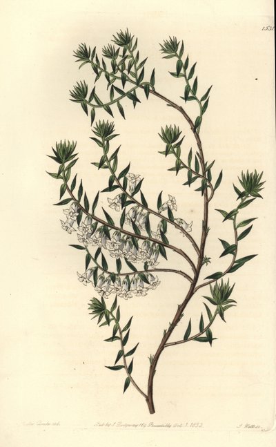 Közönséges bozót, Epicris impressa (havas epacris, Epicris nivalis). S. Watts kézi színű rézmetszet Miss Sarah Drake illusztrációja nyomán a Sydenham Edwards Botanical Register-ből, Ridgeway, London alkotó: Sydenham Teast Edwards