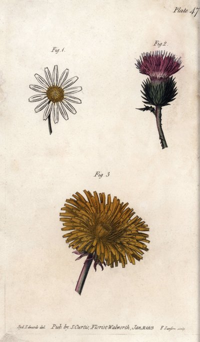 Kompozit virágok: előrecsomagolt, szamárbogáncs (vagy hamis akant onopordum) és gyermekláncfű. Színes rézmetszet, Sydenham Edwards (1768-1819) illusztrációja a Lambethi Botanikus Kert (Anglia) botanikai konferenciájához alkotó: Sydenham Teast Edwards