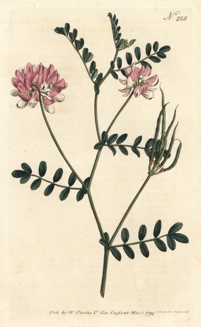 Coronilla bigaree - Lila koronás bükköny, Securigera varia (Purple coronilla, Coronilla varia). Sansom kézzel színezett rézmetszet Sydenham Edwards illusztrációja nyomán William Curtis Botanical Magazine Londonból alkotó: Sydenham Teast Edwards