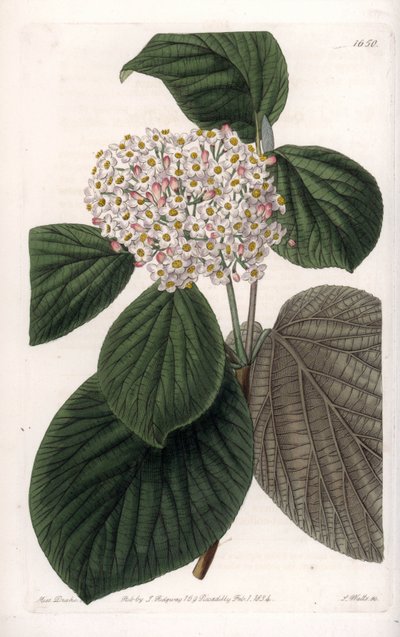 Cotton Viorne – S.Watts gravírozott tábla Sarah Anne Drake (1803-1857) illusztrációjából, a Sydenham Edwards (1768-1819) botanikai nyilvántartásából, Angliából alkotó: Sydenham Teast Edwards