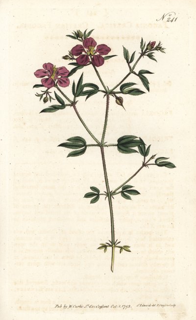 Crete Fagonia - Krétai fagónia, Fagonia cretica. Sansom kézzel színezett rézmetszet Sydenham Edwards illusztrációja nyomán William Curtis Botanical Magazine-ból, London alkotó: Sydenham Teast Edwards