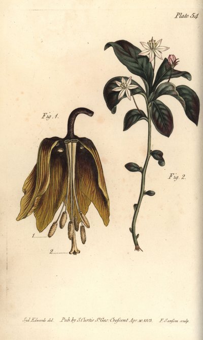 Koronás birodalmi virág, Fritillaria imperialis, Haustrria alkotó: Sydenham Teast Edwards