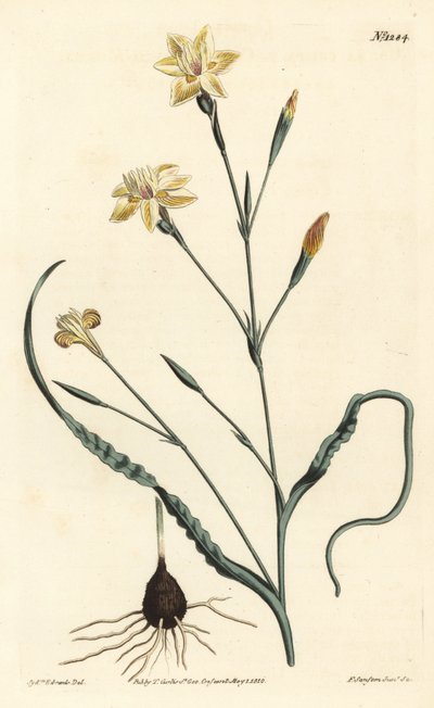Fodros levelű moraea, Moraea crispa. F. Sansom Jr. kézi színű rézmetszete Sydenham Edwards illusztrációja után a William Curtis Botanical Magazine-ból, T. Curtis, London alkotó: Sydenham Teast Edwards