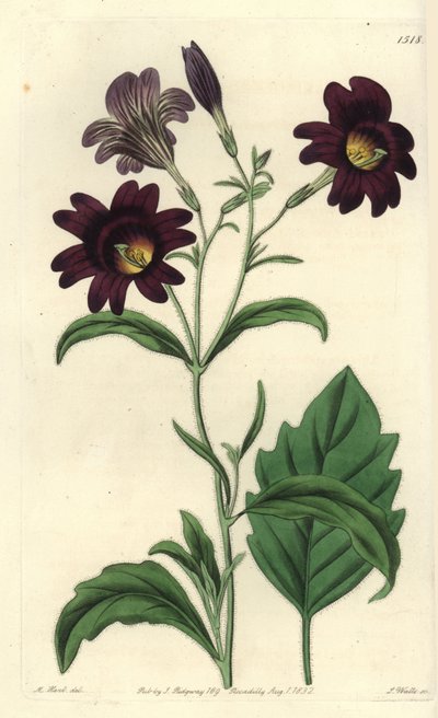 Curvy Salpiglossis – Festett nyelv, Salpiglossis sinuata (Sötétlila salpiglossis, Salpiglossis atropurpurea). S. Watts kézi színű rézmetszet M. Hart illusztrációja után a Sydenham Edwards Botanical Register-ből, Ridgeway, London alkotó: Sydenham Teast Edwards