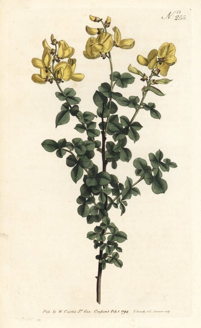 Cytisophyllum sessilifolium (Common cytisus, Cytisus sessilifolius). Sansom kézzel színezett rézmetszet Sydenham Edwards illusztrációja nyomán William Curtis Botanical Magazine Londonból alkotó: Sydenham Teast Edwards