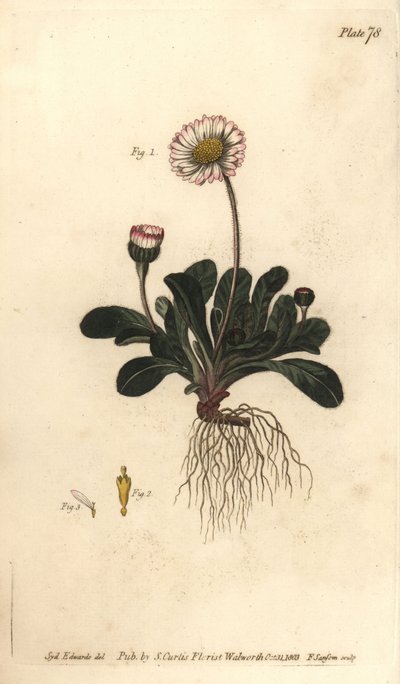 Daisy, Bellis perennis, Polygamia superflua. F. Sansom kézi színű rézmetszete Sydenham Edwards botanikai illusztrációjáról William Curtis Botanikai előadásaihoz, a lambethi botanikus kertben alkotó: Sydenham Teast Edwards