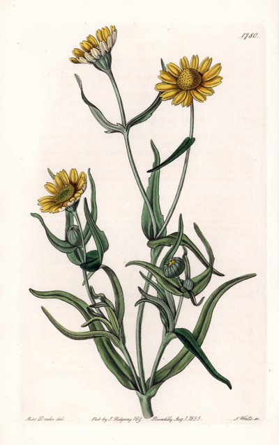Daisy variete „arany”, Kaliforniában honos – S.Watts metszet, Sarah Anne Drake (1803-1857) illusztrációja alapján, a Sydenham Edwards (1768-1819) botanikai nyilvántartásából, Angliából alkotó: Sydenham Teast Edwards