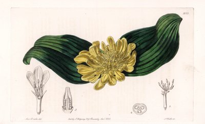Daubenya Variete – S.Watts által gravírozott tábla Sarah Anne Drake (1803-1857) illusztrációjáról, a Sydenham Edwards (1768-1819) botanikai nyilvántartásából, Anglia alkotó: Sydenham Teast Edwards