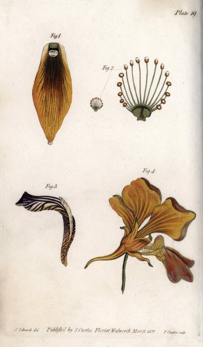 A fritrillárium szárának és koronájának részletes leírása. Színes rézmetszet, Sydenham Edwards (1768-1819) illusztrációja a Lambethi Botanikus Kert (Anglia) botanikai konferenciájához alkotó: Sydenham Teast Edwards