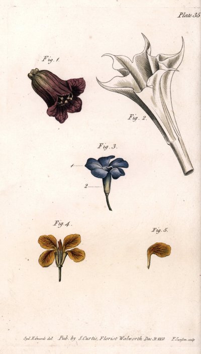 Különböző korollek: a belladonna, a stramoine datura, a nagy gyöngyvirág és a falak giroflee. Színes rézmetszet, Sydenham Edwards (1768-1819) illusztrációja a Lambethi Botanikus Kert (Anglia) botanikai konferenciájához alkotó: Sydenham Teast Edwards