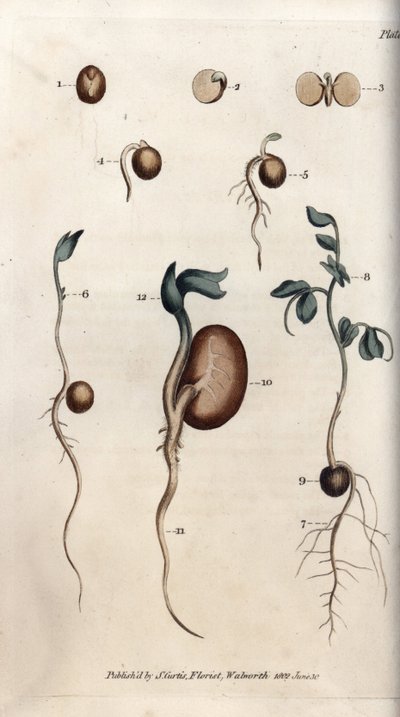 A borsómag és a közönséges bab különböző csírázási lépései. Színes rézmetszet, Sydenham Edwards (1768-1819) illusztrációja a Lambethi Botanikus Kert (Anglia) botanikai konferenciájához alkotó: Sydenham Teast Edwards