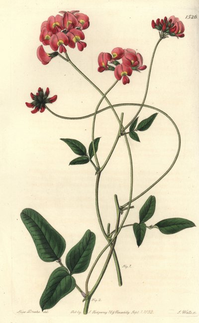 Kitágult kennedya, Kennedya dilatata. S. Watts kézi színű rézmetszet Miss Sarah Drake illusztrációja nyomán a Sydenham Edwards Botanical Register-ből, Ridgeway, London alkotó: Sydenham Teast Edwards