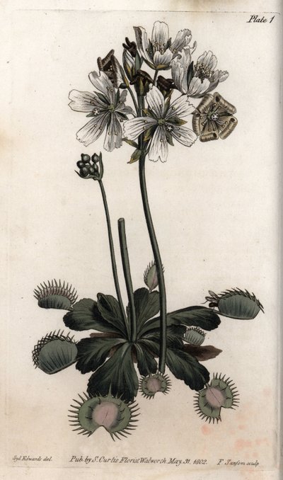 Dionee legyet vagy farkascsapdát fog el. Színes rézmetszet, Sydenham Edwards (1768-1819) illusztrációja a Lambethi Botanikus Kert (Anglia) botanikai konferenciájához alkotó: Sydenham Teast Edwards