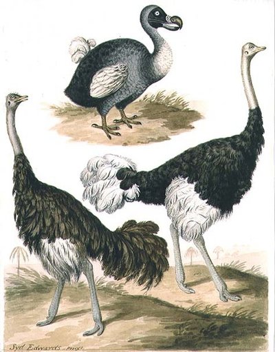 Dodo és strucc (akvarell) alkotó: Sydenham Teast Edwards