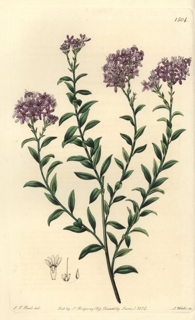 Dr. Gill selagója, Selago gillii. S. Watts kézi színű rézmetszet J.T. illusztrációja után. Hart a Sydenham Edwards Botanical Register-ből, Ridgeway, London alkotó: Sydenham Teast Edwards