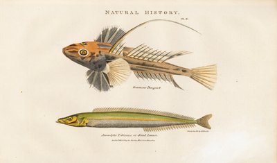 Dragonet és a Homoklándzsa alkotó: Sydenham Teast Edwards