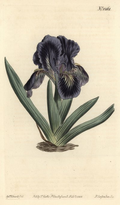 Törpe írisz - Iris x binata (liláskék törpe zászló, Iris pumila var. violacea). F. Sansom Jr. kézi színű rézmetszete Sydenham Edwards illusztrációja után a William Curtis Botanical Magazine-ból, T. Curtis, London alkotó: Sydenham Teast Edwards