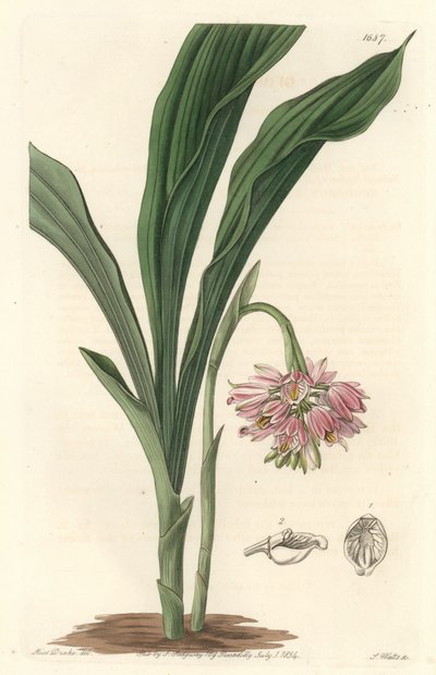 Földi orchidea, eredetileg Srí Lankáról – S. Watts Erős víz Sarah Anne Drake (1803) illusztrációjából, a Botanikai Nyilvántartásból alkotó: Sydenham Teast Edwards