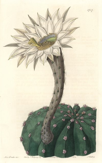 Echinocactus eyriesii, virágzó kaktusz, Mexikóban őshonos – Erős víz, S. Watts Sarah Anne Drake (1803-1857) illusztrációjából, a Botanical Registerből alkotó: Sydenham Teast Edwards